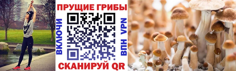 Галлюциногенные грибы Psilocybine cubensis  как найти   Вязьма 